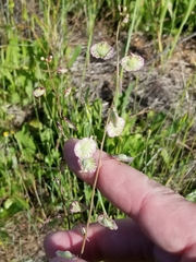 Thysanocarpus radians