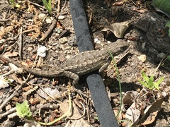 Sceloporus occidentalis