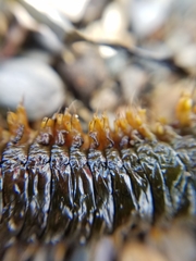 Alitta virens