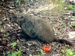 Marmota monax