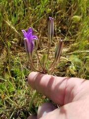 Brodiaea elegans