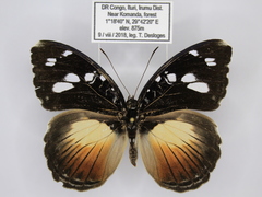 Aterica galene extensa