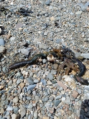 Alitta virens