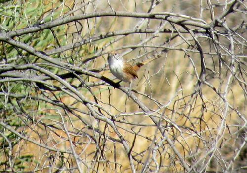 Eyrean Grasswren (Amytornis goyderi), photo 4