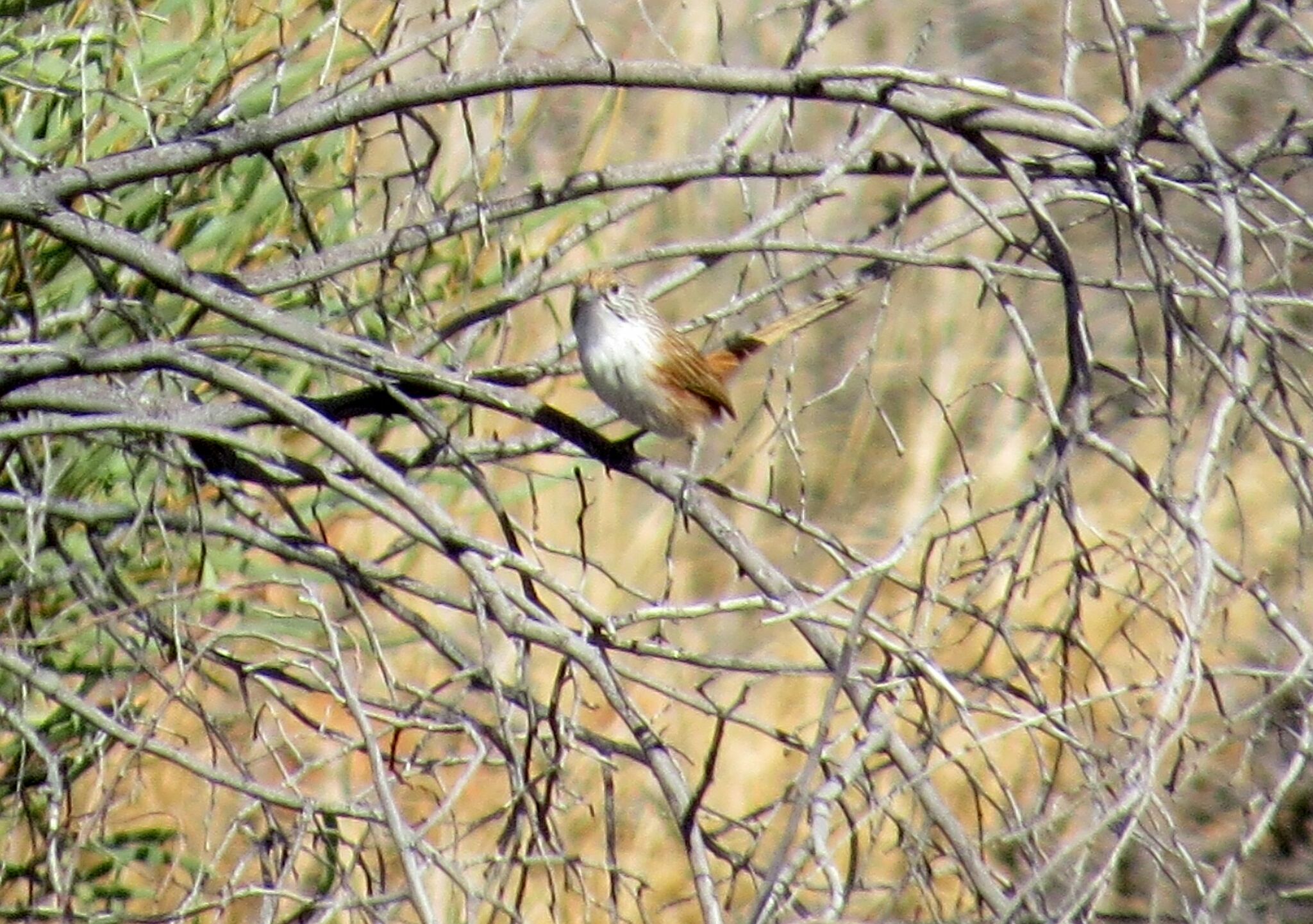 Eyrean Grasswren (Amytornis goyderi), photo 4