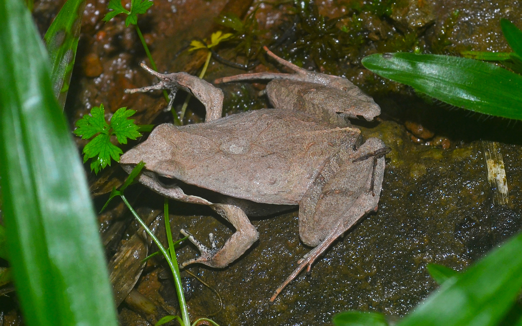 Braun's Dwarf Frog