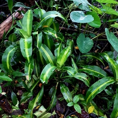 Dracaena fragrans