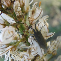 Agapanthia asphodeli