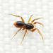 Typical Goblin Spiders - Photo (c) Ethan Yeoman, some rights reserved (CC BY), uploaded by Ethan Yeoman
