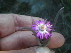 Lampranthus spiniformis