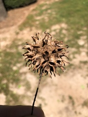 Liquidambar styraciflua