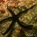 Black Brittle-Star - Photo (c) mnolito, some rights reserved (CC BY-NC), uploaded by mnolito