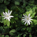 Many-sepal Anemone - Photo (c) Chuangzao, some rights reserved (CC BY-NC), uploaded by Chuangzao