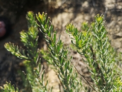 Clutia polygonoides