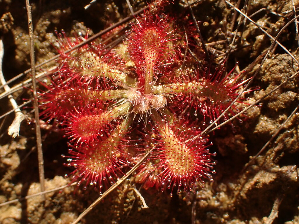 Drosera hirtella, Brumadinho - State of Minas Gerais, Brazil