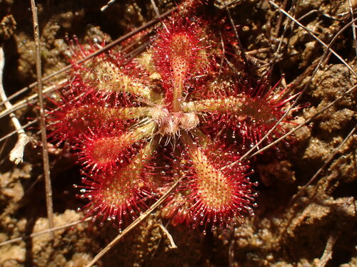 Drosera hirtella
