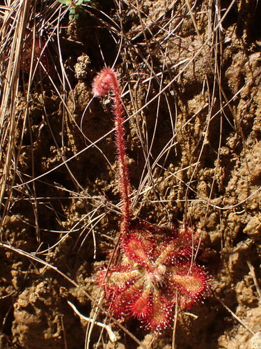 Drosera hirtella