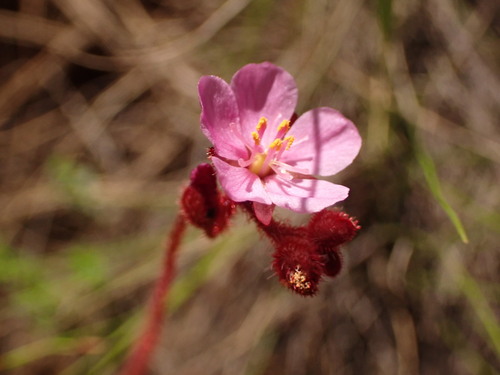 Drosera hirtella