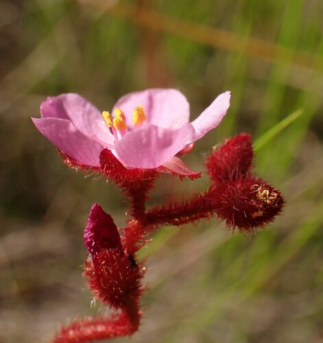 Drosera hirtella