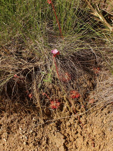 Drosera hirtella