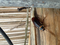 Periplaneta australasiae image
