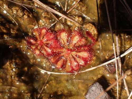 Drosera hirtella
