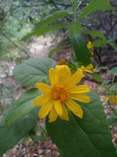 iNaturalist observation photo of canyon sunflower