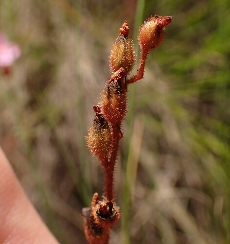 Drosera hirtella