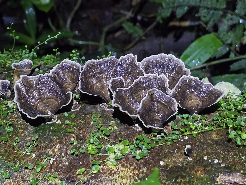 Trametes menziesii · March 2024 · photo: © alan_rockefeller (iNaturalist, cc-by-sa)