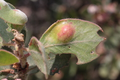 Exobasidium arctostaphyli