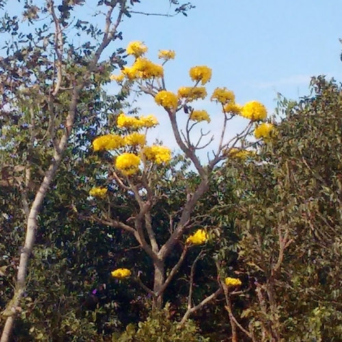 Image of Tabebuia aurea by (c) Thomaz Ricardo Favreto Sinani, some rights reserved (CC BY)