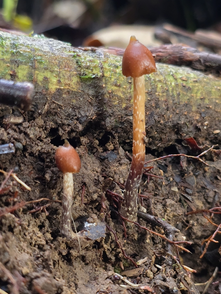 Psilocybe hoogshagenii · March 2024 · photo: © alan_rockefeller (iNaturalist, cc-by-sa)