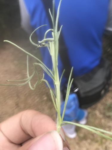 iNaturalist observation photo of California sagebrush