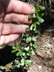 Ceanothus cuneatus var. ramulosus