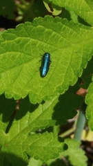 Agrilus cyanescens
