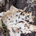 Rhytisma acerinum