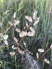 Thysanocarpus radians