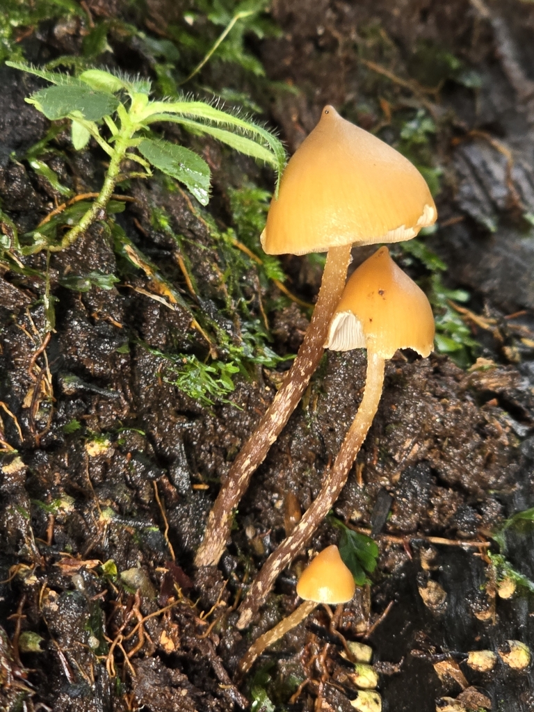 Psilocybe yungensis · March 2024 · photo: © alan_rockefeller (iNaturalist, cc-by-sa)