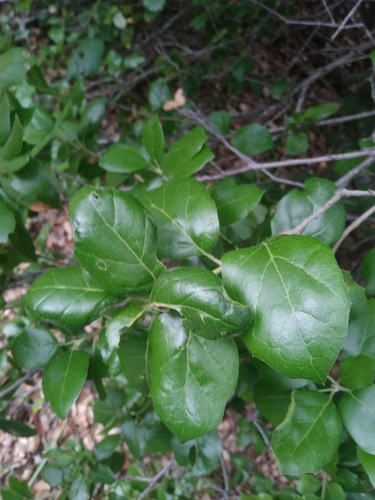 iNaturalist observation photo of coast live oak