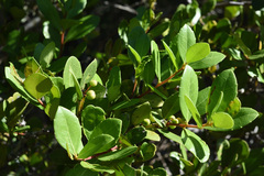 Maytenus procumbens