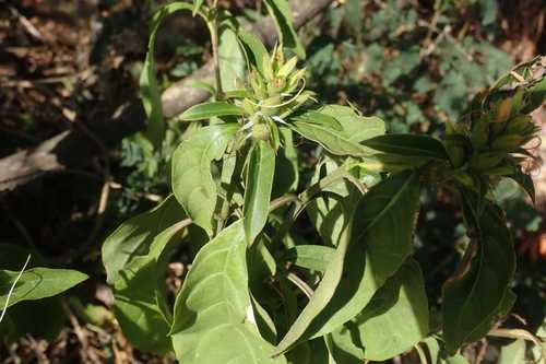 Barleria prionitis image