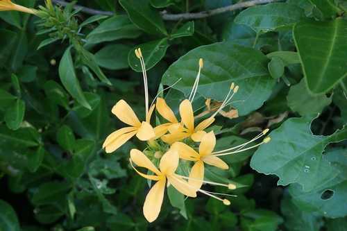Barleria delagoensis, photograph 5