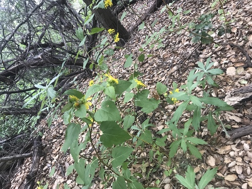 iNaturalist observation photo of canyon sunflower