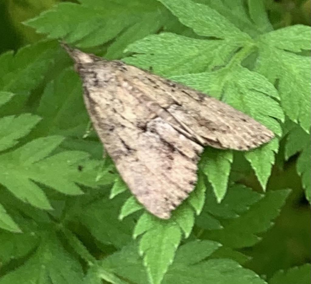 Green Cloverworm Moth from Joey Georgusis Park, Dallas, TX, US on April ...