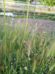 Platycnemis pennipes