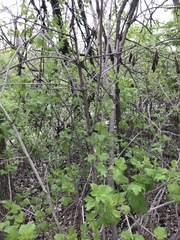 Viburnum opulus americanum
