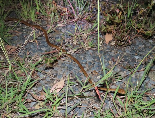 Brown Tree Snake sighting