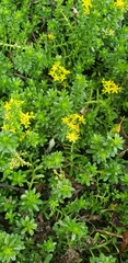 Sedum × luteoviride