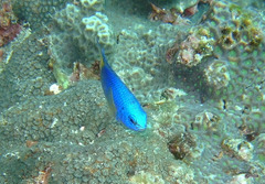 Pomacentrus caeruleus