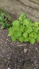 Tanacetum parthenium